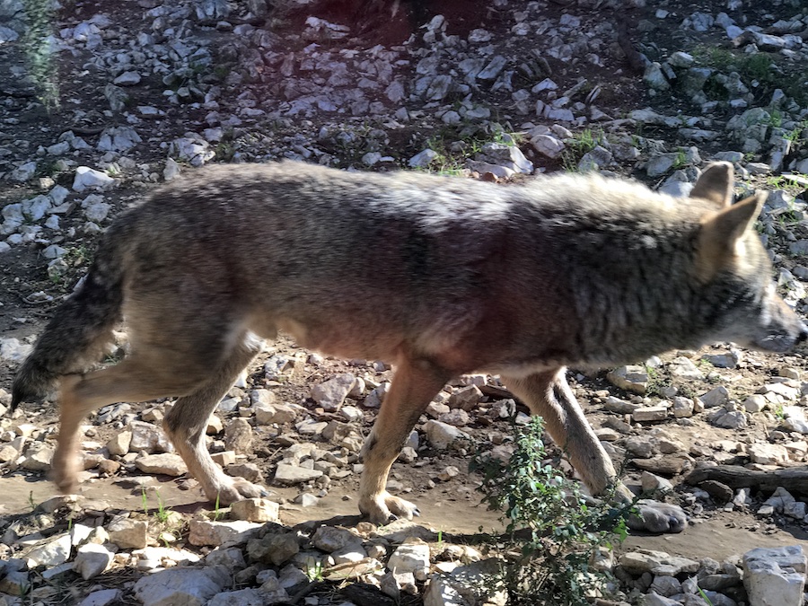 Trois parcs d&rsquo;attractions et animaliers à visiter en Bretagne